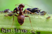Blattlaus Symbiose mit Ameisen