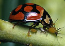 Marienkäfer als natürlicher Fressfeind von Blattläusen